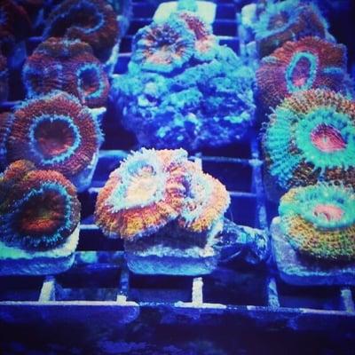 Aussie Rainbow Acans