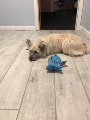 Bella and owl lounging on the tile from Best Tile