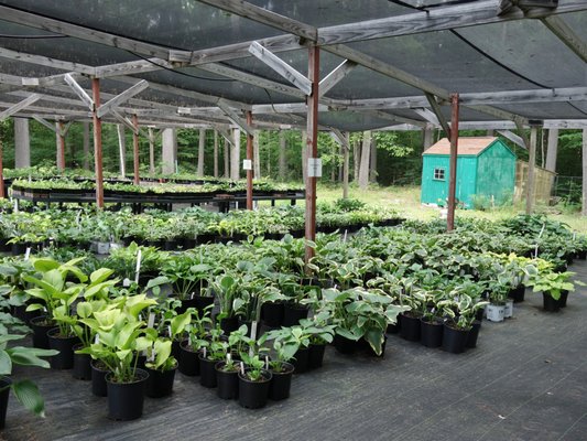 Mason Hollow Nursery