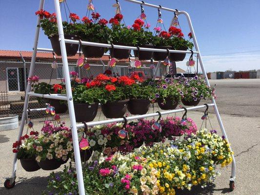 SLV Garden Center has a new green house with beautiful climatized flowers, herbs, hanging baskets and vegetables. Come in and see us.