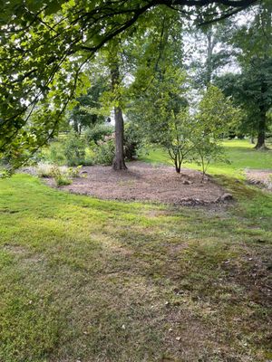 Rain garden cleared and mulched.