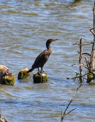 Cormorant