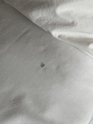 bugs under the sheets