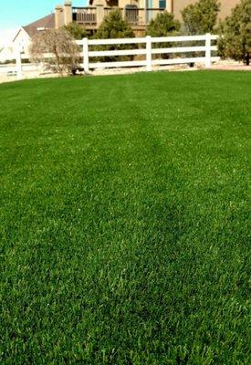 dallas turf company