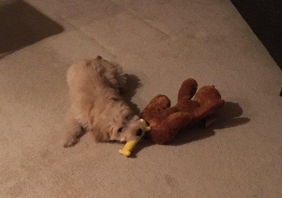 Finnegan sharing toy with Henry