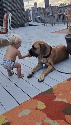 This is a picture of my "aggressive" dog sharing an apple with a baby