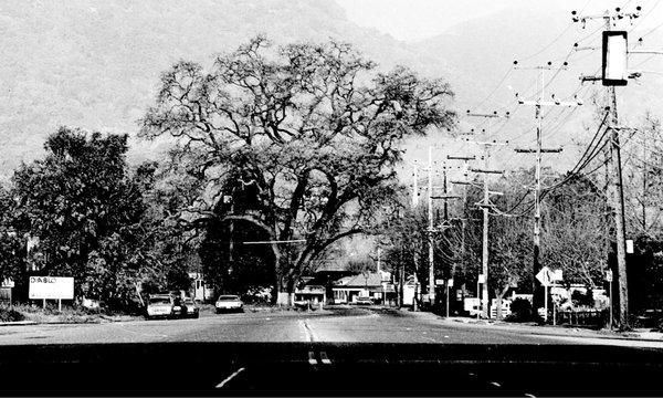 Danville Oak Tree