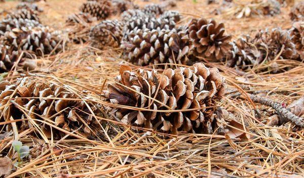 monroe-pine-needle-pine-straw-mulch-sales-delivery-and-installation-pine-straw-2_orig