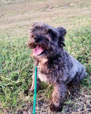 Kona Bear, working on leash manners