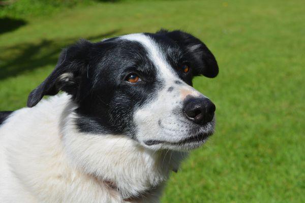 Our Border Collies are trained to humanely and safely chase geese away from ponds, corporate grounds and HOAs