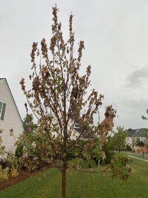 Tree planted by Terra Green to replace other dead tree.  Picture is within days of it being installed/planted.