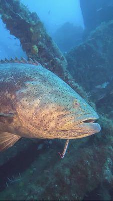 Wilbur the friendly Goliath Grouper