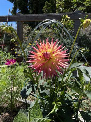 Dahlias