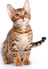 Feline Hyperthyroid can be cured!!!