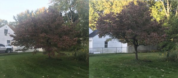 Pruning Before and After.