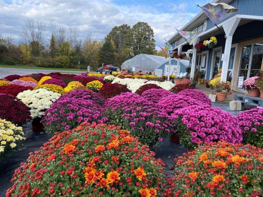 Mums at Serendipity Acres