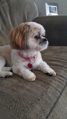 Georgie is looking great after her visit to Flawless Paws!