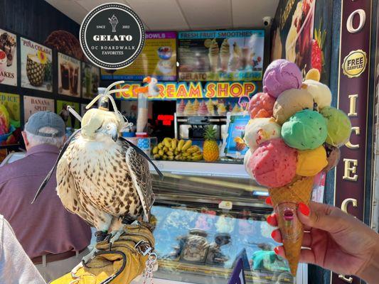 Falcon's are Gelato fans too