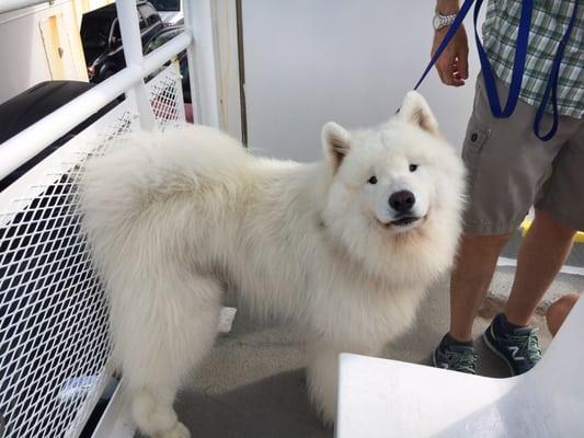 Samoyed decided he wanted to take a ferry ride today with his 2-legged friends.