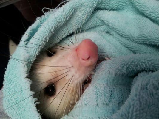 Female opossum @ Wildlife rehabilitation clinic.