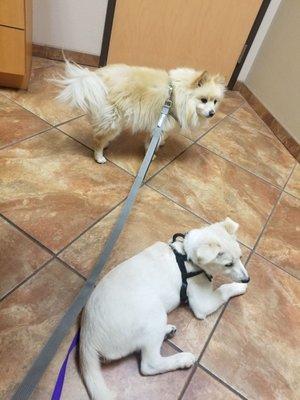 Loki & Hondo after visiting with Dr Schmidt.