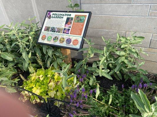 Monarch butterfly pollinator garden