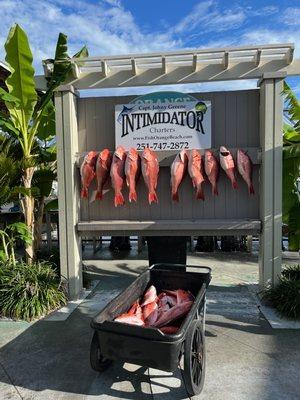 Orange Beach Fishing Charter