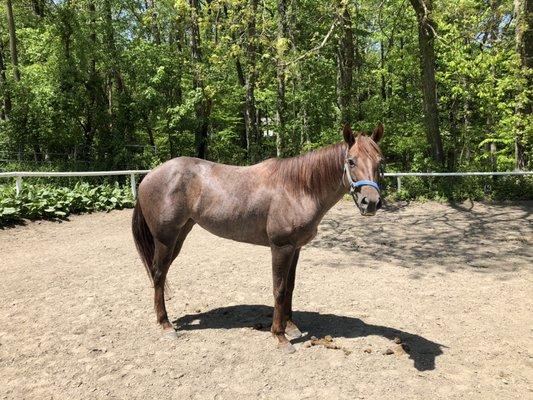 Silver Horseshoe Stables