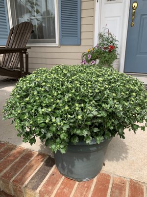 Large potted Mum only $12!