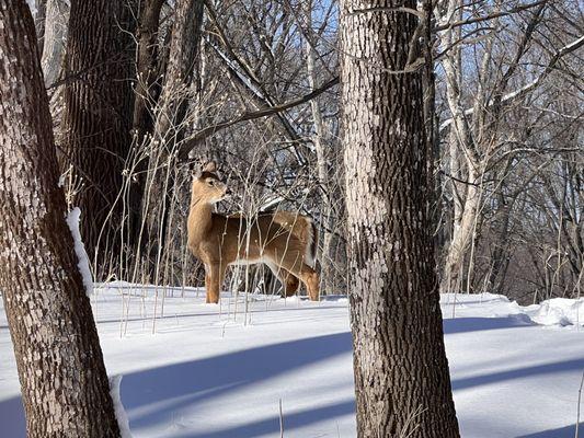 Deer ignoring me