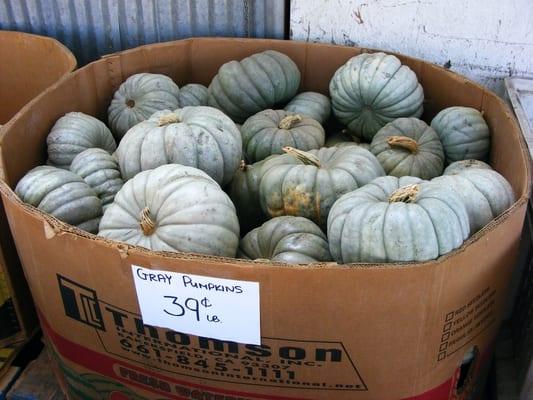 Gray Pumpkins, Cairns Corner Produce