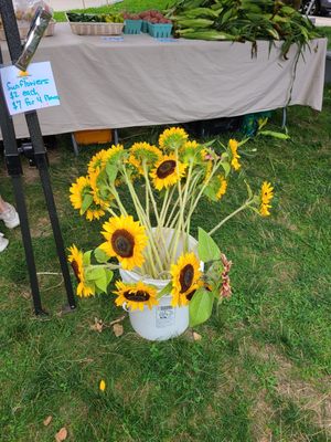 Gorgeous sunflowers