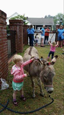 Our miniature donkey, Tumbleweed. He adores snuggles!