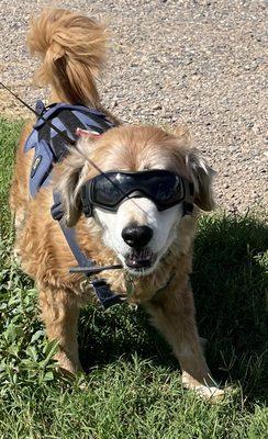 Sam in Doggles :D