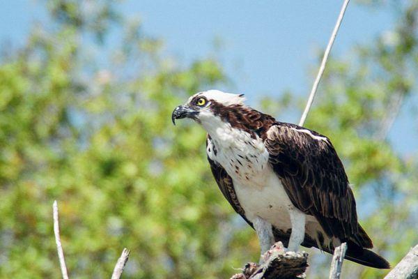 Osprey