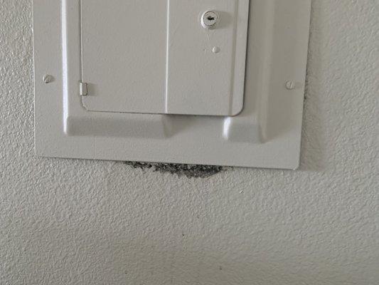 mold on the wall