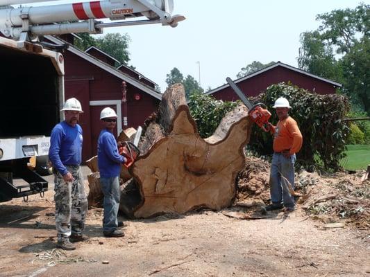 Removal at Los Altos Golf Course.. But we have done Many Much Larger than this one...