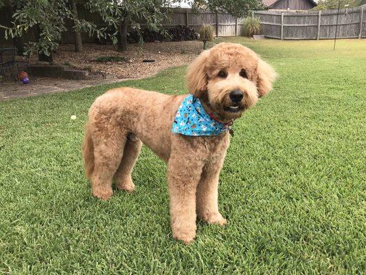 Teddy Bear - Goldendoodle