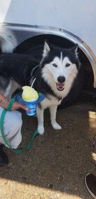 Pup having a lemon snow cone!