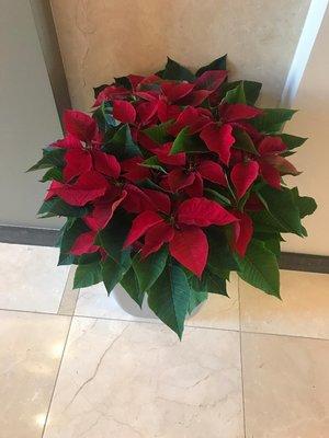 Holiday Poinsettia Planter