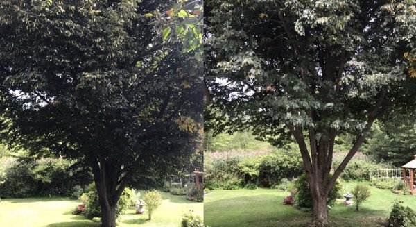 Pruning Linden Tree