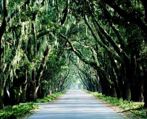 Belfair's Avenue of Oaks welcomes all who come through it's gates.