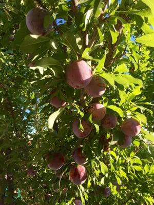 These plums are yummy. Just enough tart and sweet, and fresh in the courtyard.