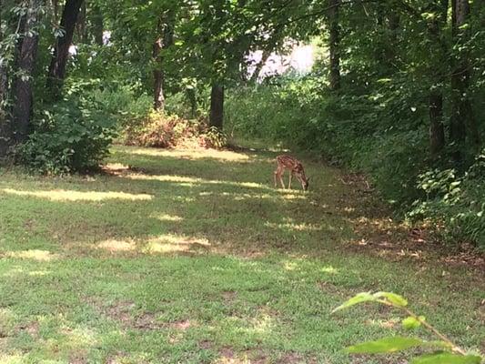 Baby fawn foraging for breakfast