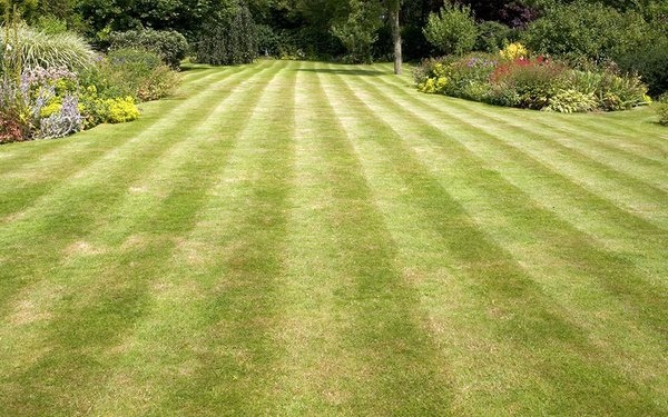 Beautiful cut grass