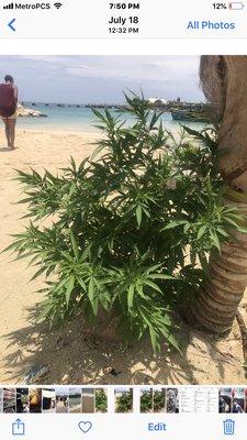 CBD plant on the beach