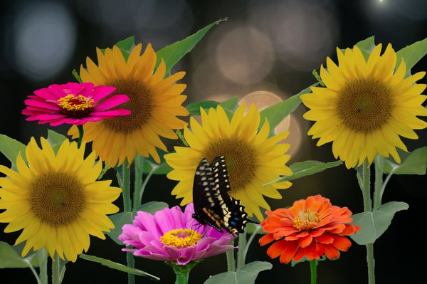 A composite of sunflowers and butterfly