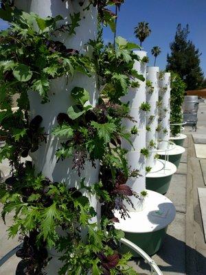 The rooftop garden