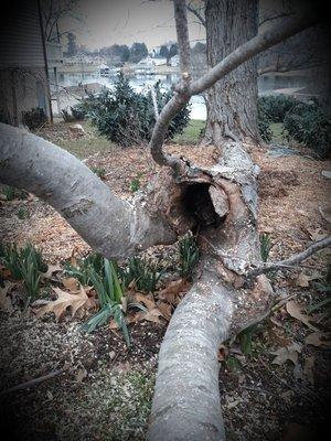 A branch in a maple tree that had wood rot.