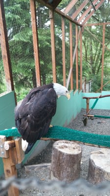 One of two bald eagles. This one has been on site since 1996 due to an injury that prevents it from being released in the wild.